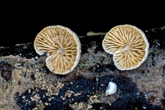 fungus [unidentified]