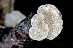 Crimped Gill [Plicaturopsis crispa]