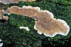 Cellar Fungus [Coniophora puteana ?]