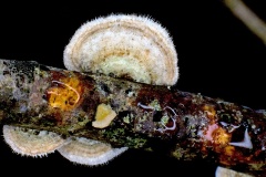Hairy Bracket [Trametes hirsuta]
