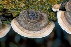 Turkey Tail [Trametes versicolor]