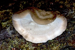 Turkey Tail [Trametes versicolor]
