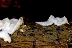 Netted Crust Fungus [Byssomerulius corium]