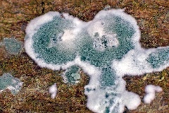 Green Mould [Trichoderma viride]