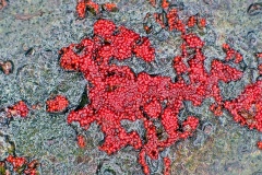 Coral Spot [Nectria cinnabarina]