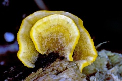Hairy Curtain Crust [Stereum hirsutum]