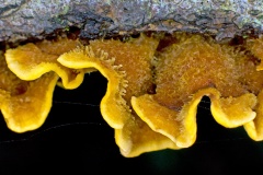 Hairy Curtain Crust [Stereum hirsutum]