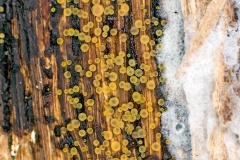 Common Glasscup [Orbilia xanthostigma ?]