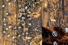 slime mould [Physarum album ?]