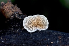 fungus [unidentified]