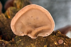 Jelly Ear [Auricularia auricula-judae]