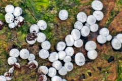 slime mould [Badhamia panicea ?]