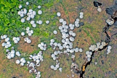 slime mould [Badhamia panicea ?]
