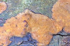 Rosy Crust [Peniophora incarnata ?]