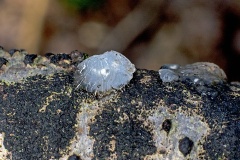 Crystal Brain [Myxarium nucleatum ?]