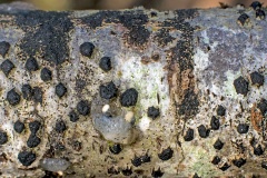 Birch Woodwart [Jackrogersella multiforme ?]