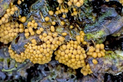slime mould [Badhamia utricularis ?]