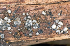 Common Grey Disco [Mollisia cinerea]