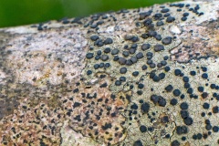 Lecidella lichen [Lecidella elaeochroma]