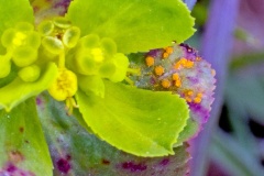 Spurge Rust [Melampsora helioscopiae]