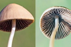 mottlegill [Panaeolus? sp.]