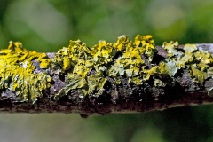 Lichen on a sycamore branch Lichen on a sycamore branch