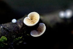 Miller's Oysterling [Clitopilus hobsonii?]