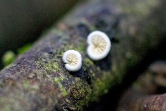 Miller's Oysterling [Clitopilus hobsonii?]