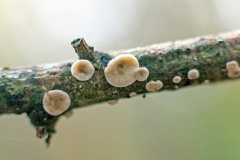 fungus [unidentified]