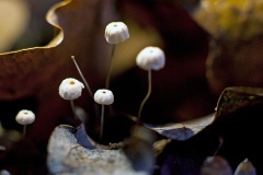 fungus [Marasmius sp.]