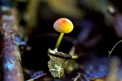 Orange Bonnet [Mycena acicula]