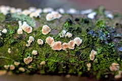 fungus [unidentified]