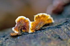 Hairy Curtain Crust [Stereum hirsutum]