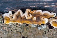 Hairy Curtain Crust [Stereum hirsutum?]