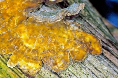Hairy Curtain Crust [Stereum hirsutum]
