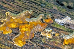 Hairy Curtain Crust [Stereum hirsutum]