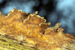 Hairy Curtain Crust [Stereum hirsutum]