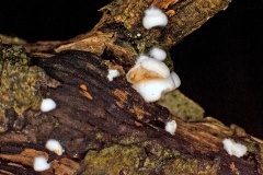 fungus [unidentified]