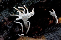 Candlesnuff [Xylaria hypoxylon]
