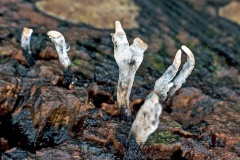 Candlesnuff [Xylaria hypoxylon]