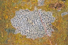 graphid lichen [Graphis scripta s. lat.]