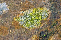 graphid lichen [Graphis scripta s. lat.]