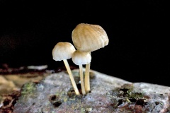 mushrooms [unidentified]