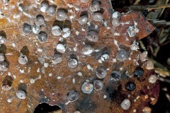 slime mould on oak leaf slime mould on oak leaf