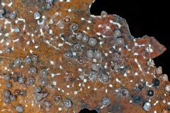 slime mould on oak leaf slime mould on oak leaf