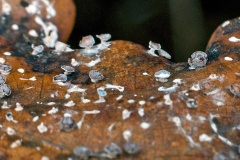 slime mould on oak leaf slime mould on oak leaf