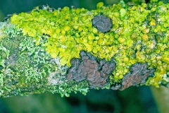 lichens and a jelly fungus lichens and a jelly fungus