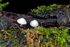 bonnet mushrooms [Mycena sp.?]