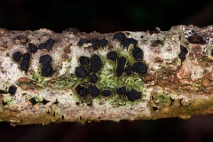 Oak Blackhead [Diatrypella quercina]