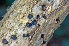 Oak Blackhead [Diatrypella quercina]